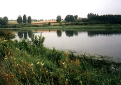 Aiviekste